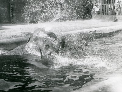 Indiarani Bathing in Her Pool, London Zoo, August 1923 by Frederick William Bond